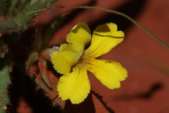Goodenia sepalosa