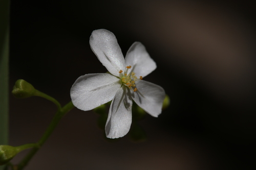 Drosera broomensis