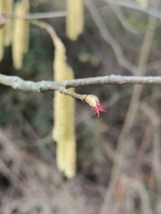 Corylus avellana