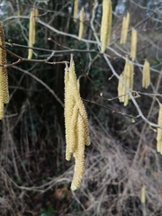 Corylus avellana