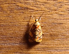 Nodozana hieroglyphica