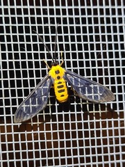 Cosmosoma dorsimacula