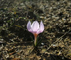 Colchicum triphyllum