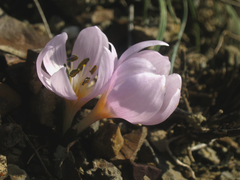 Colchicum triphyllum