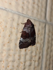 Hampsonodes