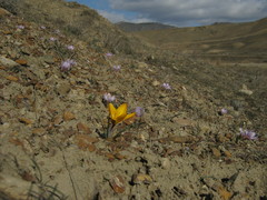 Colchicum triphyllum