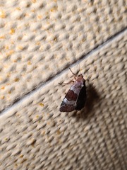 Hampsonodes