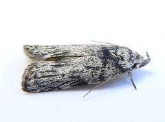 Menestomorpha oblongata