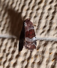 Hampsonodes