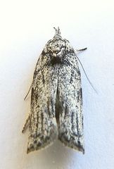 Menestomorpha oblongata