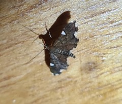 Deuterophysa