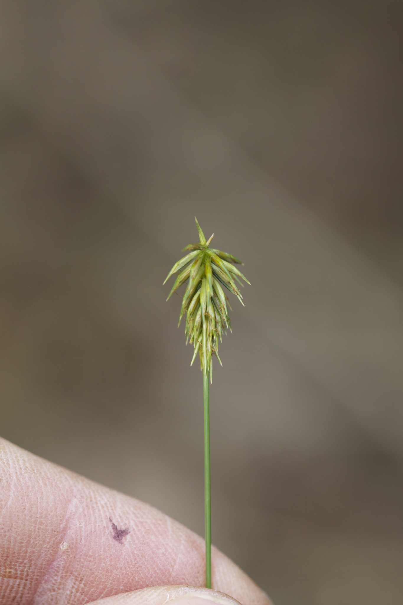 Cyperus retrofractus