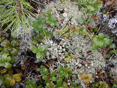 Cladonia amaurocraea