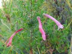 Erica curviflora