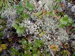 Cladonia amaurocraea