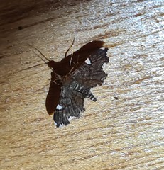Deuterophysa