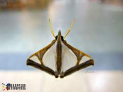 Agrioglypta eurytusalis
