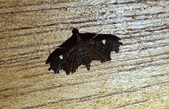 Deuterophysa