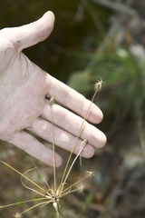 Cyperus retrofractus