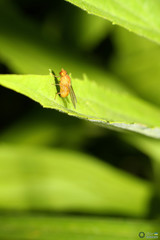 Sapromyzosoma quadripunctata