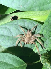 Heteropoda pingtungensis