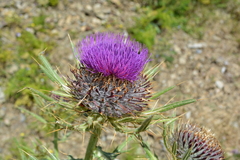 Cirsium ligulare