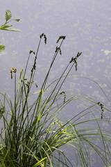 Carex decomposita