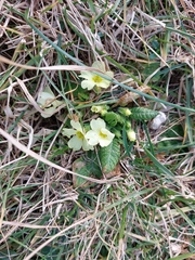 Primula vulgaris