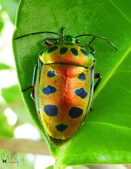 Calliphara