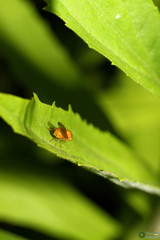 Sapromyzosoma quadripunctata