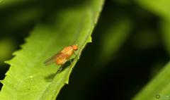 Sapromyzosoma quadripunctata