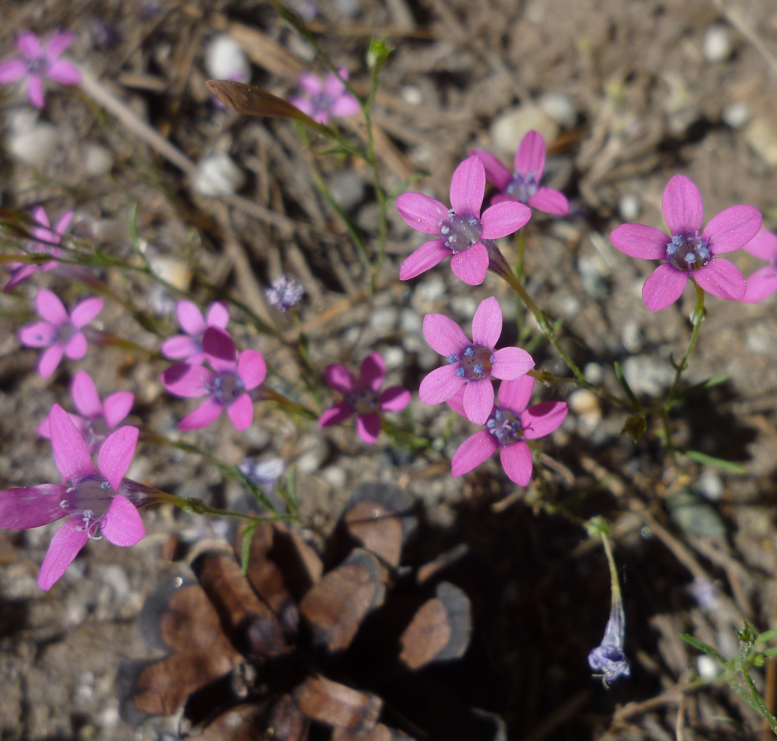 Navarretia leptalea