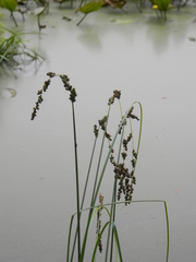 Carex decomposita