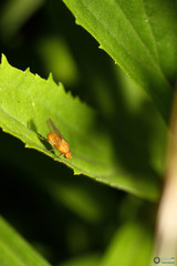 Sapromyzosoma quadripunctata