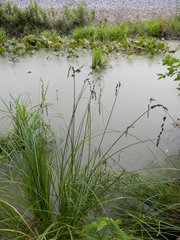 Carex decomposita