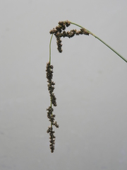 Carex decomposita