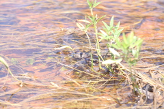 Ranoidea longipes
