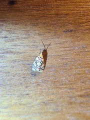 Nodozana hieroglyphica