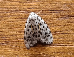 Clemensia leopardina