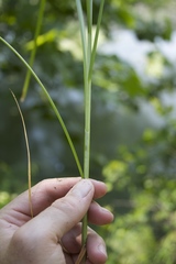 Carex decomposita