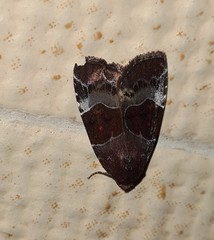 Hampsonodes mastoides