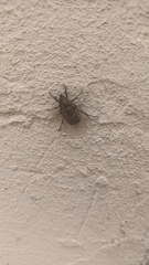 Oxythyrea funesta