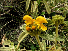 Phlomis cretica
