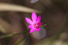 Calandrinia strophiolata