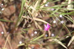 Calandrinia strophiolata