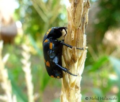 Clinteria atra tichyi