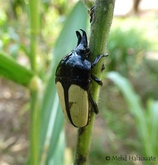 Dicheros bicornis yaekoae