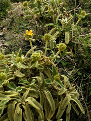 Phlomis cretica