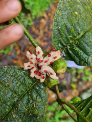 Siparunaceae