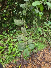 Siparunaceae
